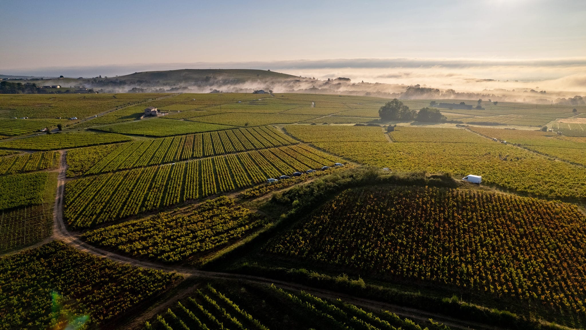 Red wines from Beaujolais