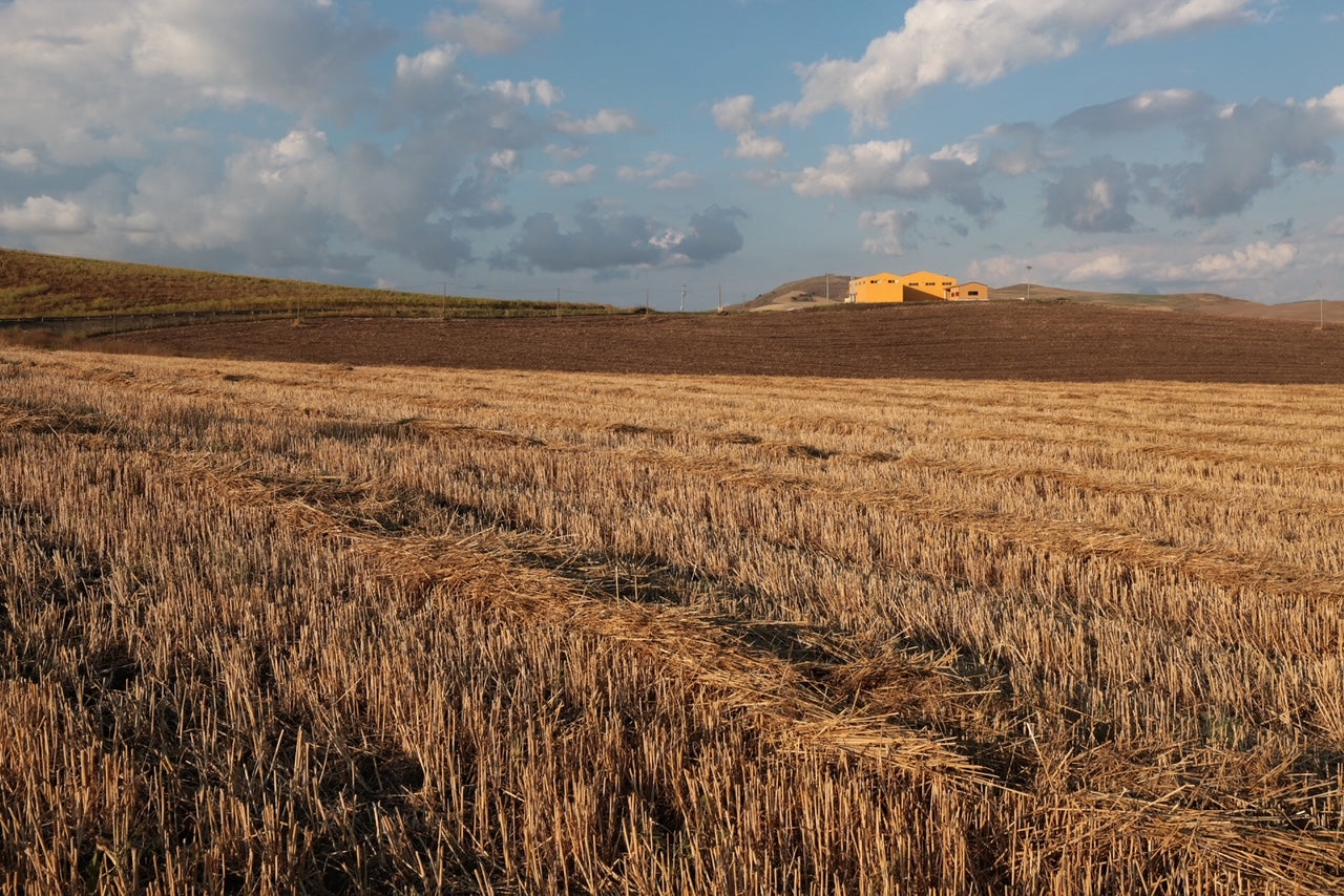 Wheat fields and pasta factory at Feudo Mondello in Sicily
