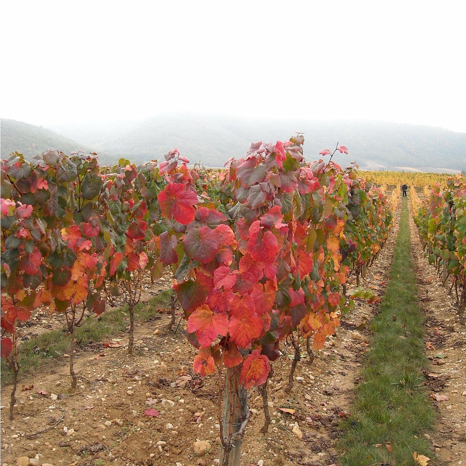 Red wines of France by region