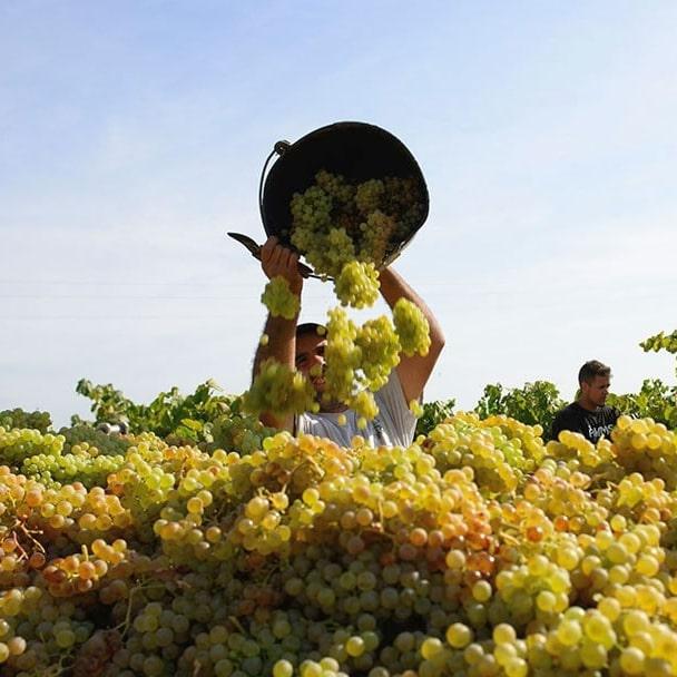 White wines of Spain by region