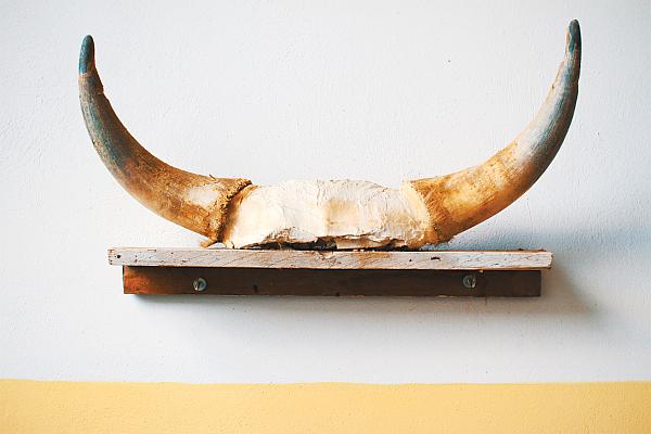 Photo of cow horns by Alessandro la Becca on Unsplash