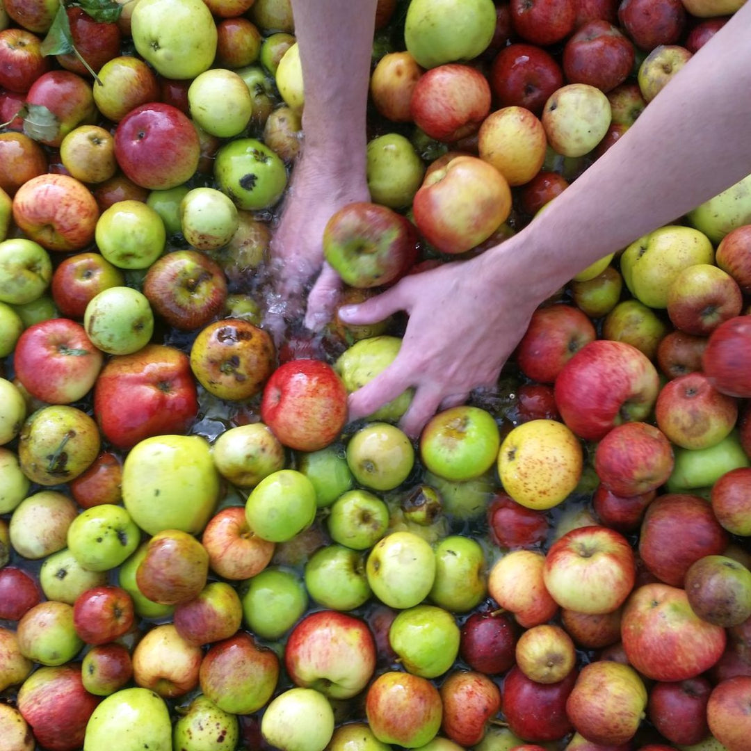 Killahora apple drinks newsletter November 2022