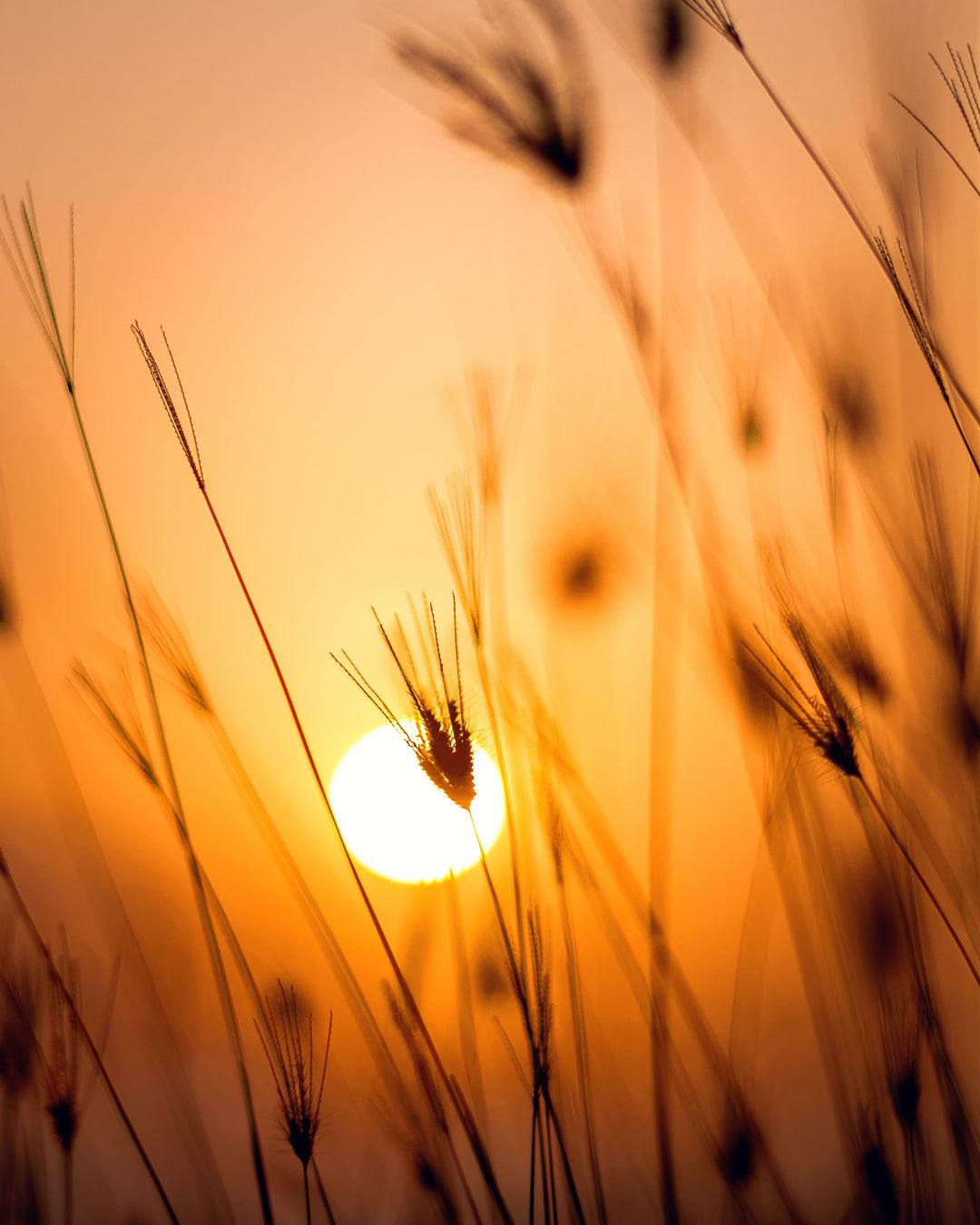Photo by Darwis Alwan: https://www.pexels.com/photo/sunset-1454769/