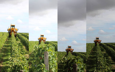 Yellow tractor at the top of a row of grape vines