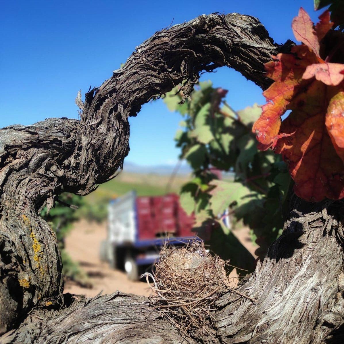Old vine stems against a blue sky framing an out of focus trailer of wine trugs