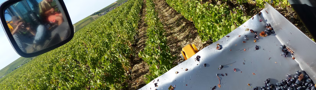 View from a tractor of vines at Domaine de la Rossignole in Sancerre, France.