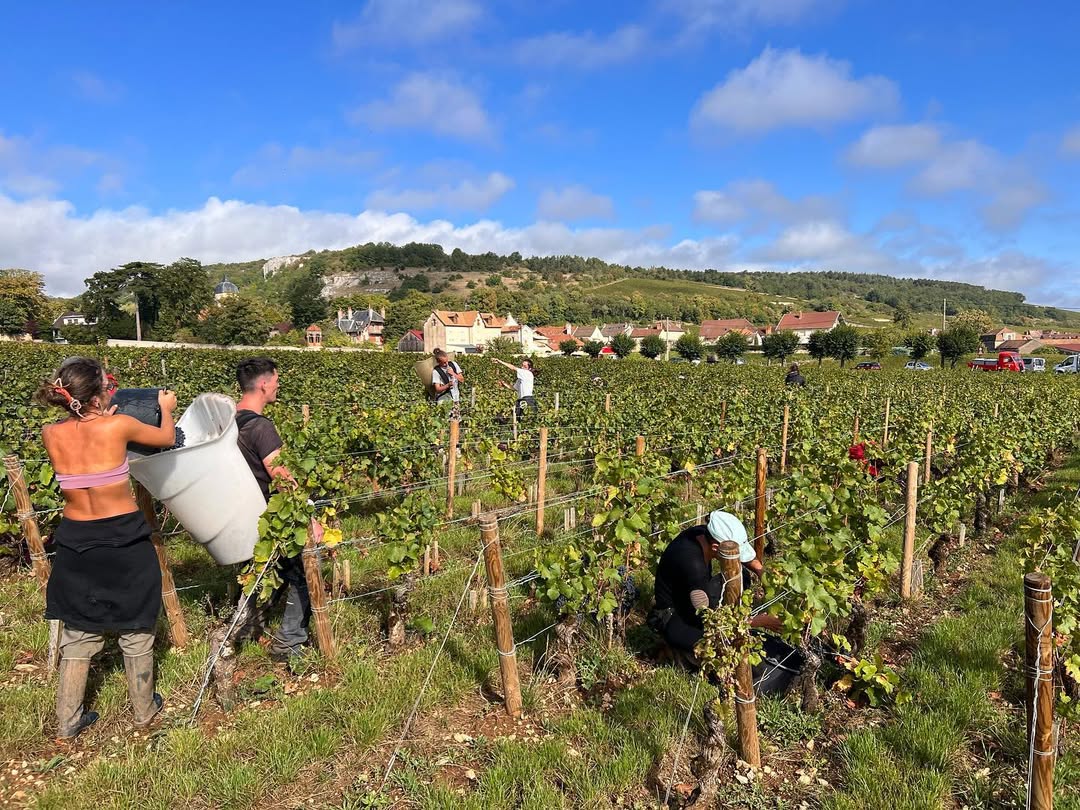 People harvesting grapes in a vineyard with houses and a hill in the background.