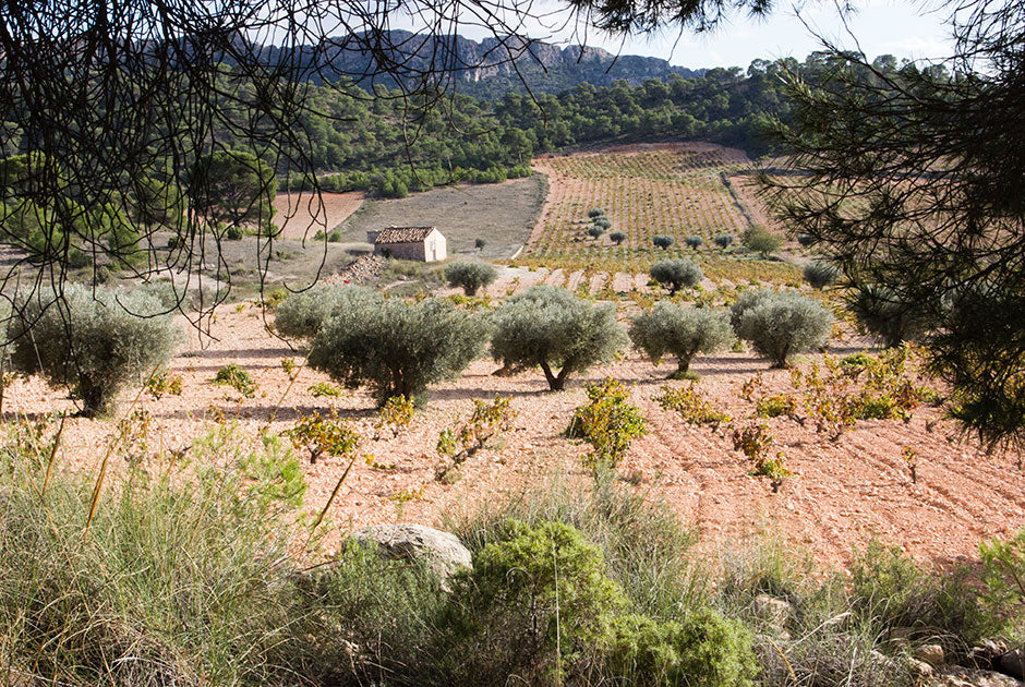 Vineyards at Altamente in the Jumilla DO of Spain