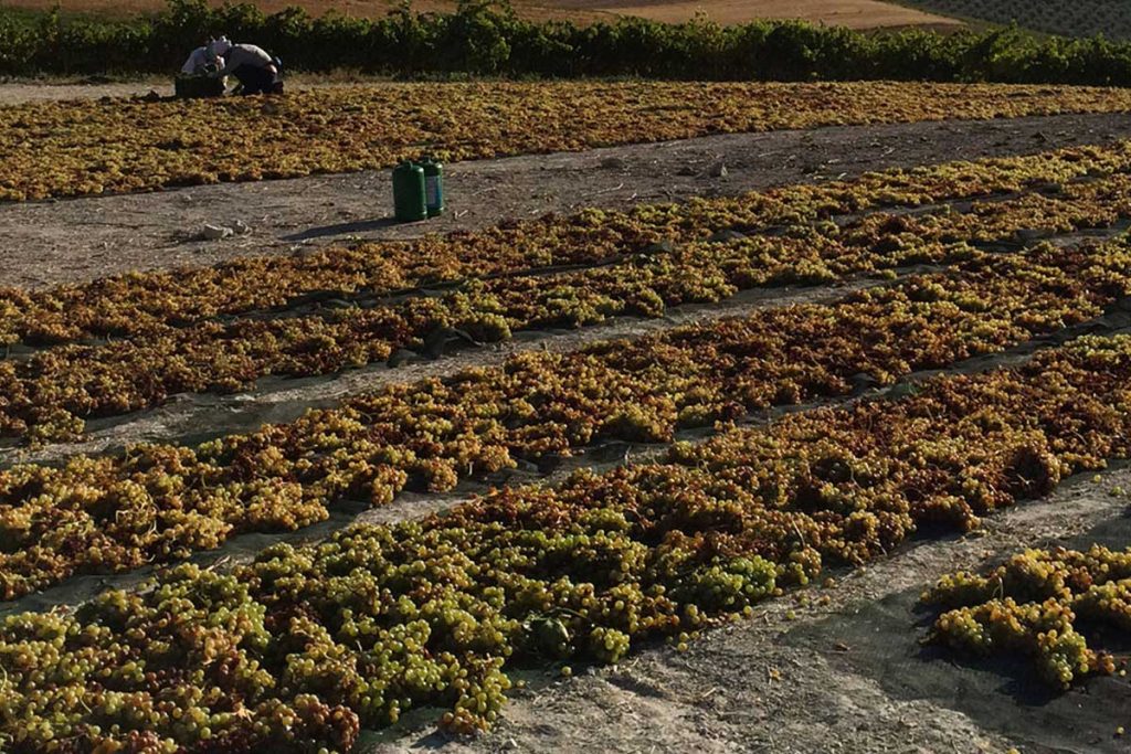 Bodegas Robles