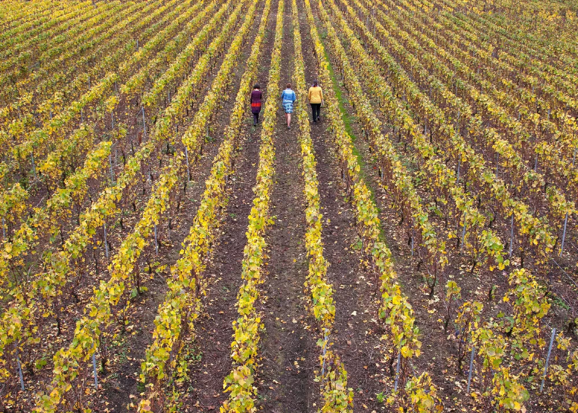 The Baron Albert sisters walking through their vineyards away from the camera.