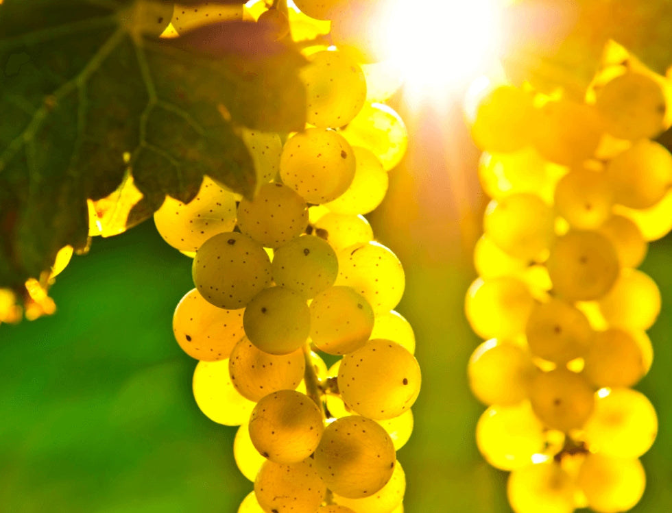 Bunches of green grapes on the vine with strong sunlight behind them