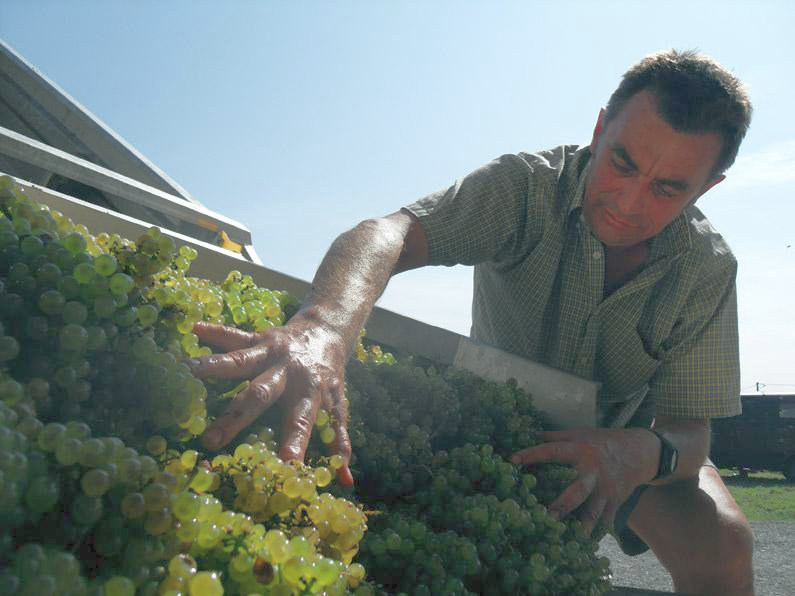 Dominique Cornin, winemaker, unloads green grapes by hand from a trailer.