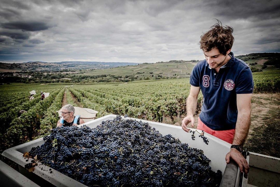 Domaine Bertrand Bachelet