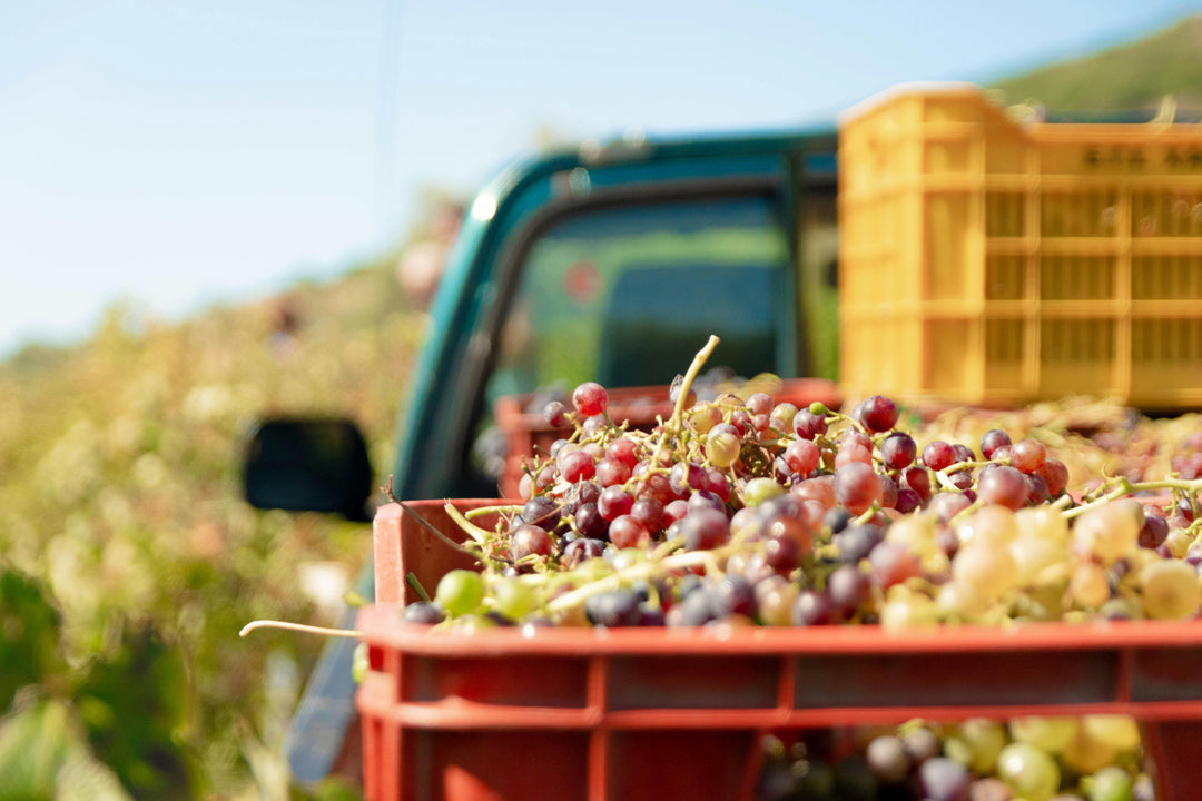 Photo by Ilias Nikolarakis: https://www.pexels.com/photo/red-and-green-fruit-in-red-plastic-crate-4681328/