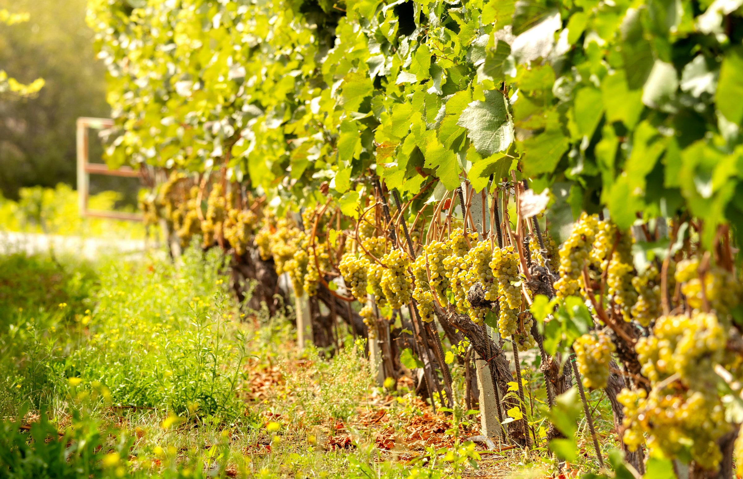 Photo by Marek Piwnicki: https://www.pexels.com/photo/lush-vineyard-in-aosta-valley-italy-33149723/