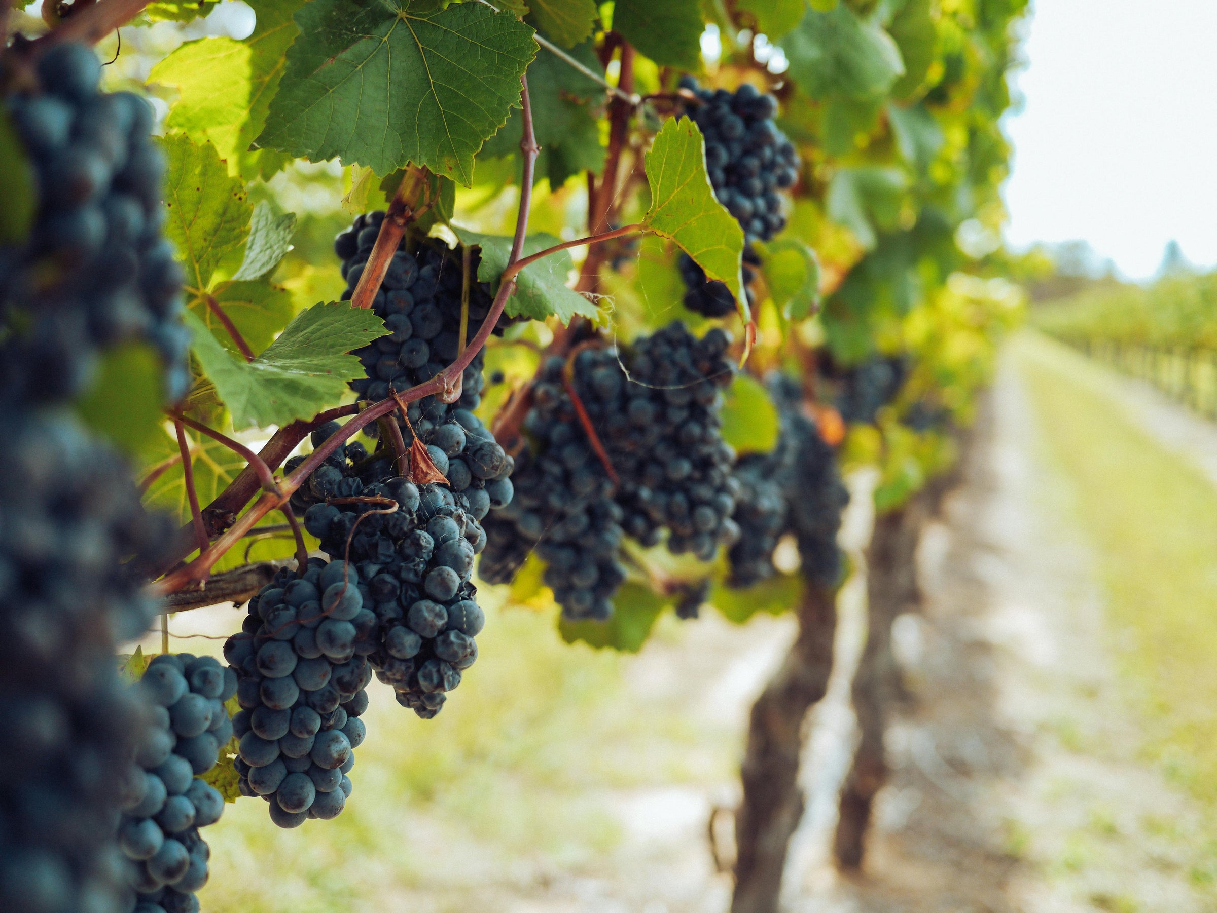 Photo by Grape Things: https://www.pexels.com/photo/bunches-of-grapes-hanging-from-vines-3840335/
