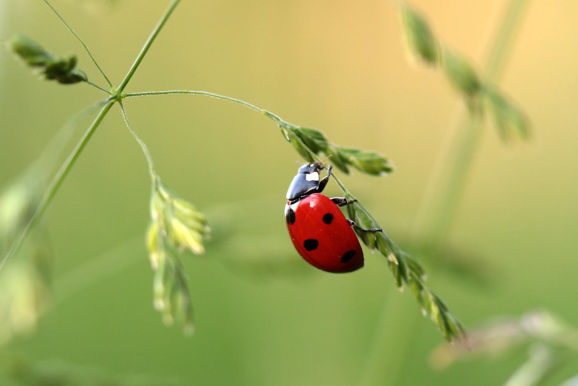 Photo by Pixabay: https://www.pexels.com/photo/close-up-photo-of-ladybug-on-leaf-during-daytime-121472/