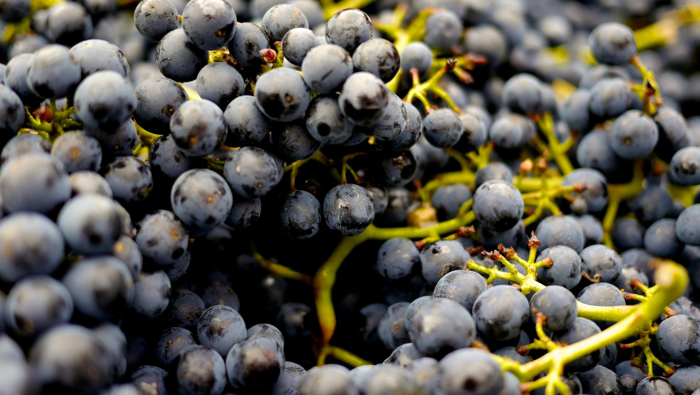 Photograph of black grapes in close-up