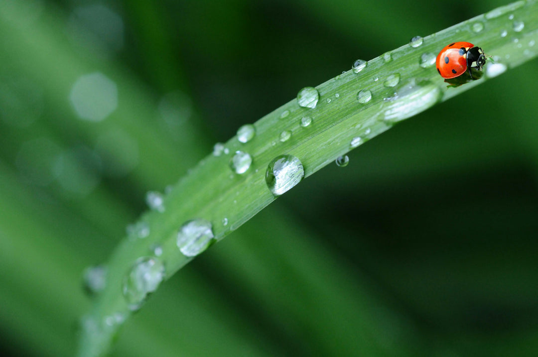Photo by Pixabay: https://www.pexels.com/photo/red-ladybug-in-green-grass-40731/