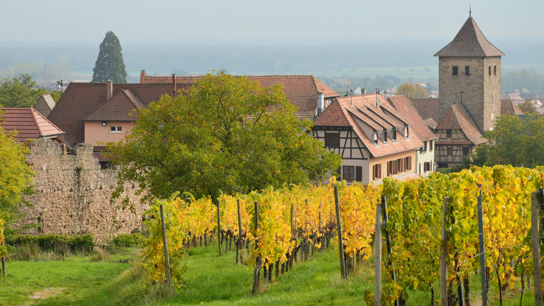 Photo by SlimMars 13: https://www.pexels.com/photo/vineyard-by-the-town-14197381/