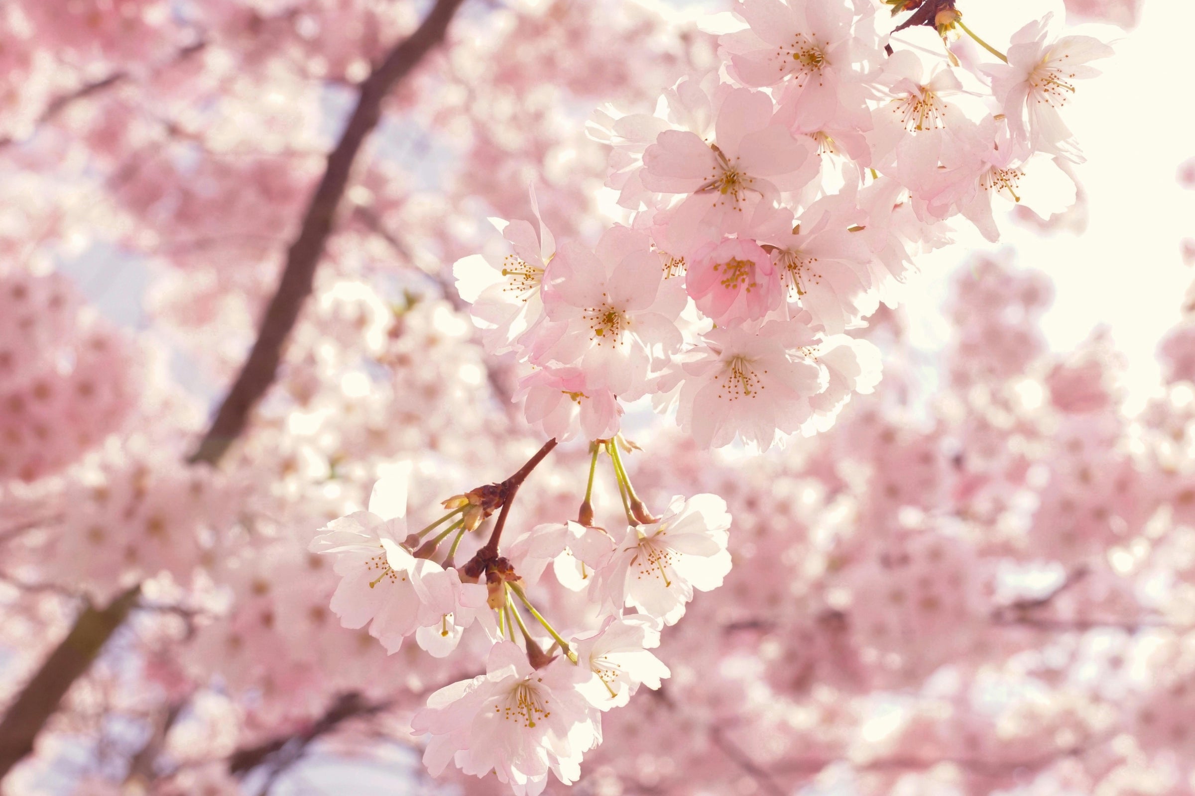 Cherry blossom Photo by Susanne Jutzeler, suju-foto : https://www.pexels.com/photo/selective-focus-photography-of-pink-cherry-blossom-flowers-2099737/