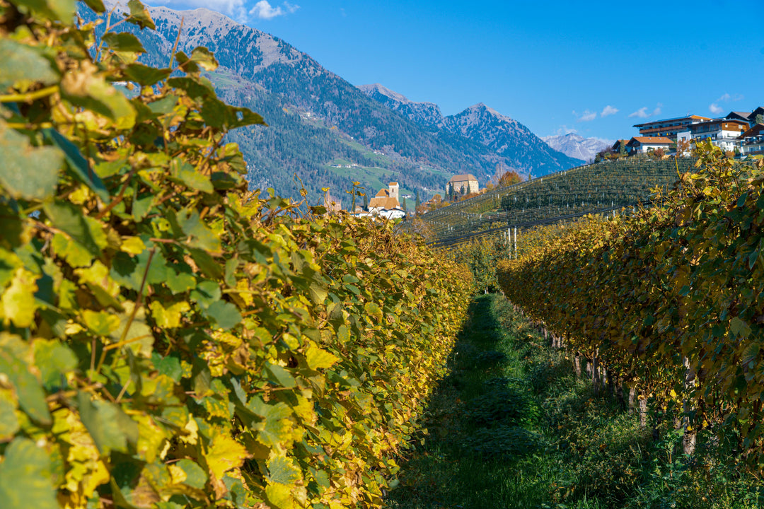 Photo by Valeska Huyskens: https://www.pexels.com/photo/vineyards-in-schenna-with-mountain-panorama-31222493/