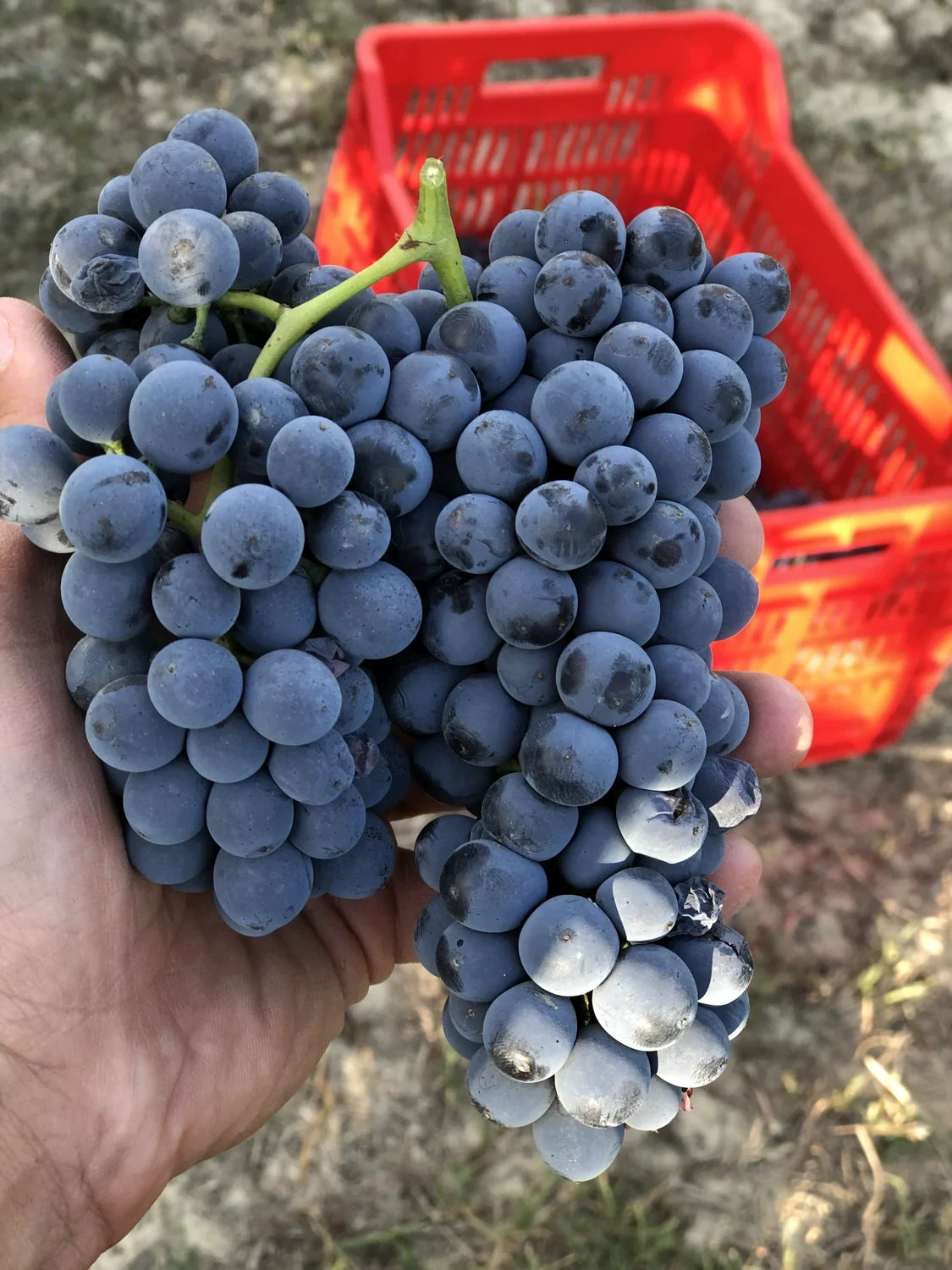 Red wine