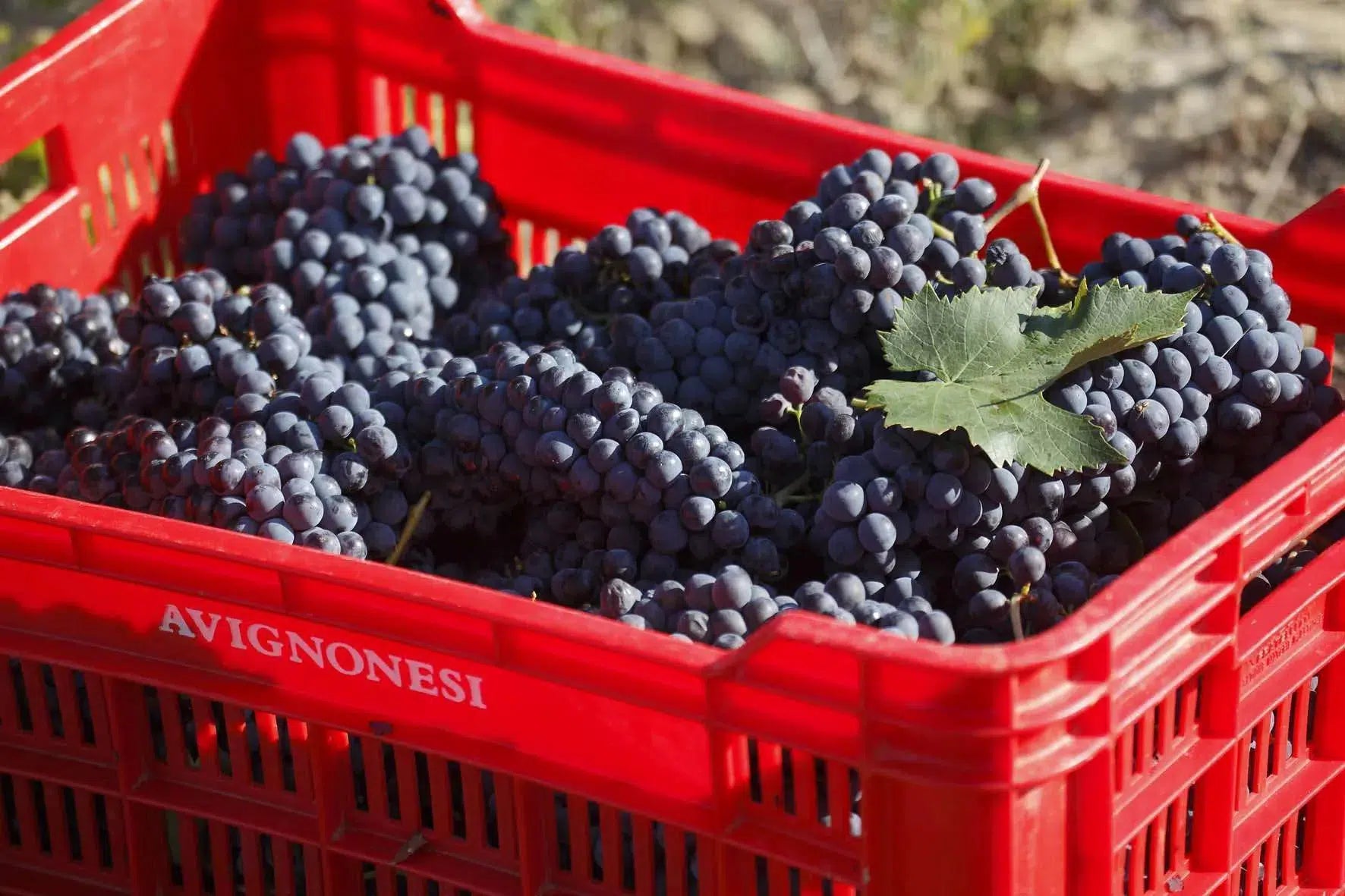 Red plastic trug filled with bunches of black grapes in the Avignonesi vineyards