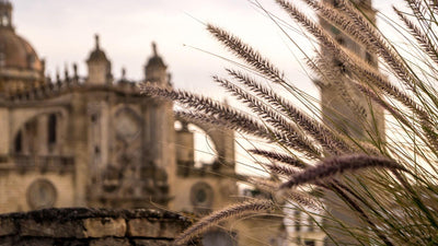 Photo of Jerez Cathedral by indioszurdos0 from Pixabay