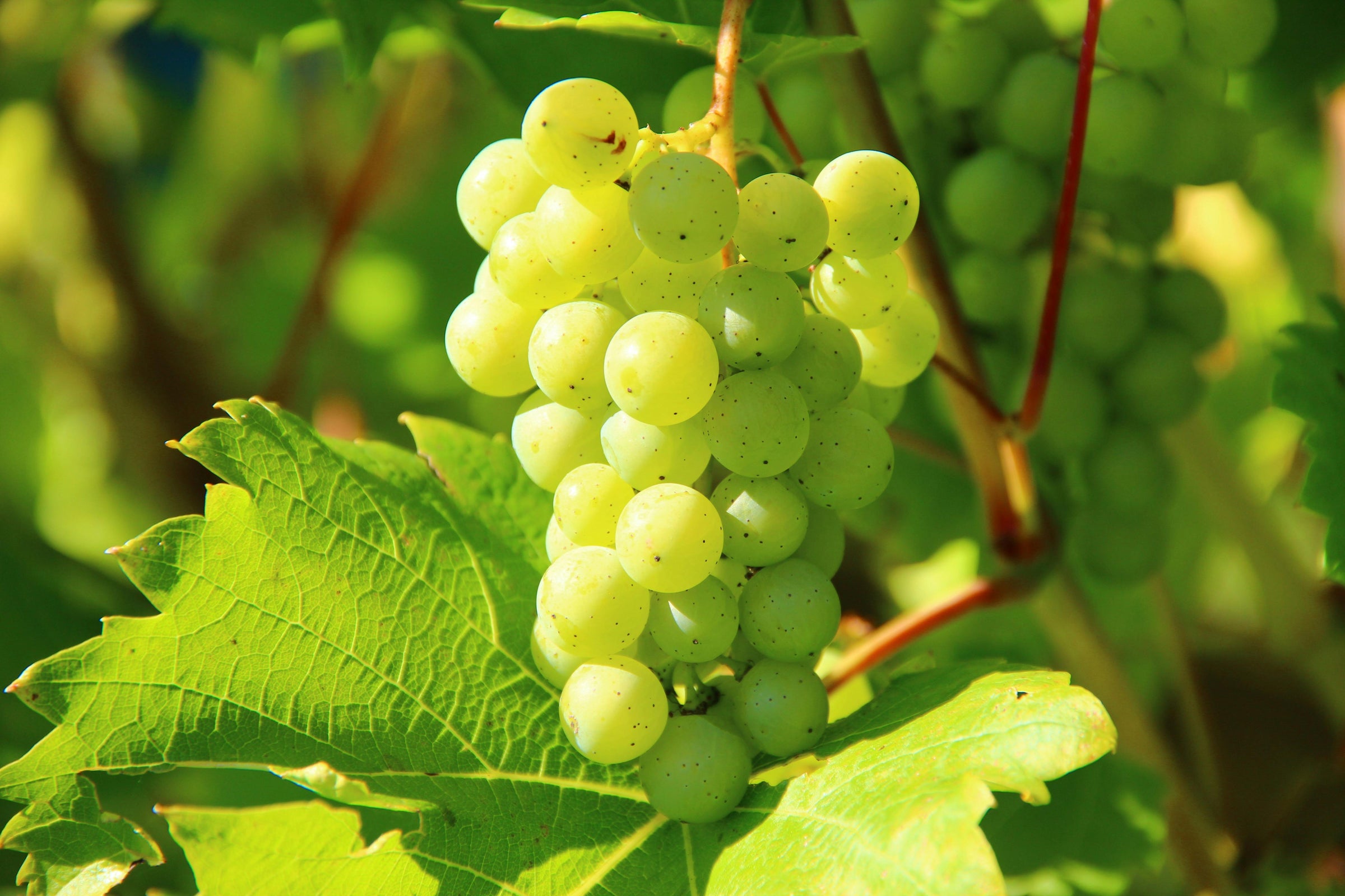 Photograph of a bunch of green grapes on the vine