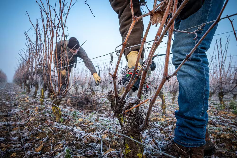 Winter pruning in the vines of Domaine Champeau in the Loire Valley, France.