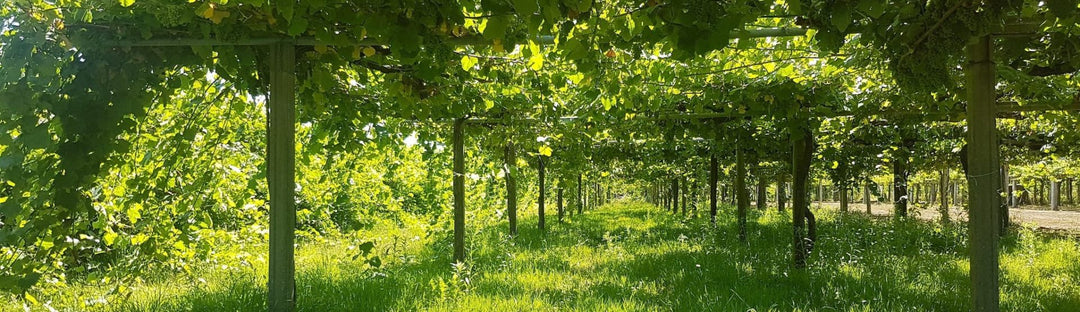 Vines trained on overhead pergolas at the Val de Meigas vineyards in Galicia, Spain.