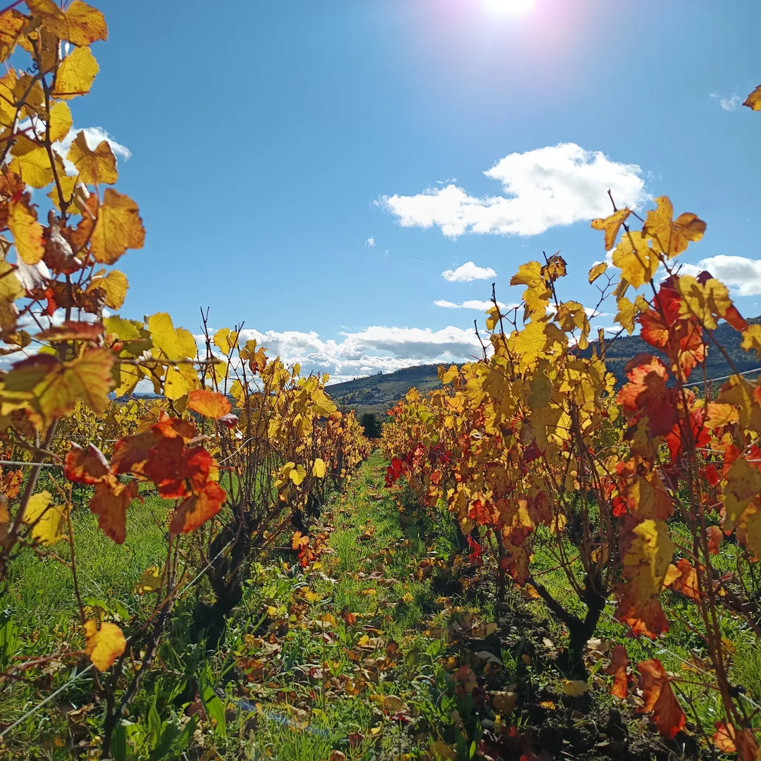 Vines showing autumn colours of red and gold against a blue sky.