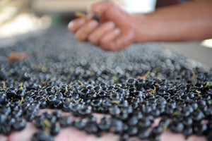 Tray of black grapes with a hand above it selecting one grape