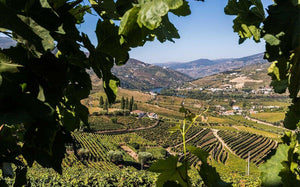 View of the Douro river valley and its vineyards
