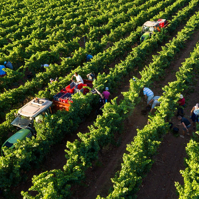 Minuty, Côtes de Provence rosé 'M' 2024